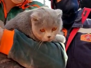 Enkaz Altında Mahsur Kalan Kedi Kurtarıldı
