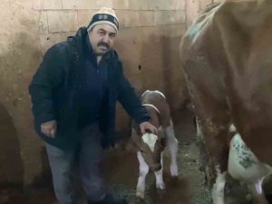 15 Gün Erken Doğan Buzağılara "Deprem 1" Ve "Deprem 2" İsmini Verdi