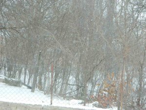 Posof’ta Tipi Etkili Oldu