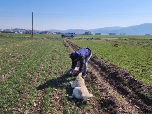 Deprem Bölgesinde Sokak Hayvanları Da Unutulmadı