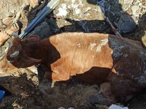 Ekipler Enkaz Altında Kalan Hayvanları Kurtarılıp, Brandadan Hayvan Barınağı Kuruyor