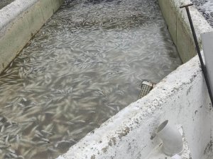 Deprem Sonrası Binlerce Balık Telef Oldu