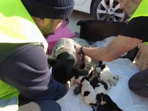 8’inci Komando Tugayı Hatay’daki Hayvan Bakım Ve Rehabilitasyon Merkezine Mamaları Ulaştırdı
