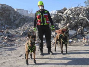 Kahraman Köpekler: Asko Ve Pia, 5 Günde 10 Kişiye Ulaştı