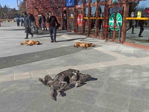 Sevimli Dostların Güneş Keyfi Gülümsetti