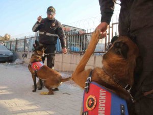 Köpekler Yaralı Halde Enkazdan Enkaza Koştu