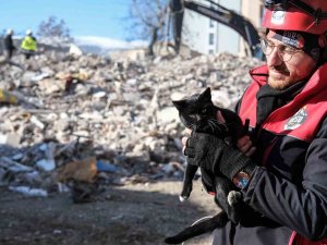 Kahramanmaraş’ta 174 Saat Sonra Enkazdan ‘Ardıç’ İsimli Kedi Kurtarıldı