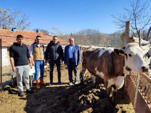 Köy Muhtarı Depremzedeler İçin Büyükbaş Hayvan Bağışladı