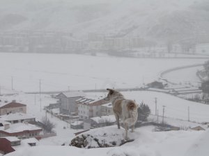 Bayburt’ta Kar Yağışı Ve Dondurucu Soğuklar Etkili Oluyor