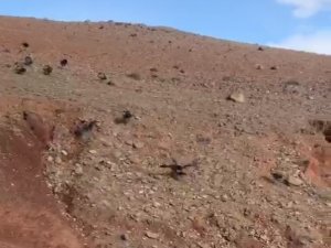 Iğdır’da Akbabalar Sürü Halinde Görüntülendi