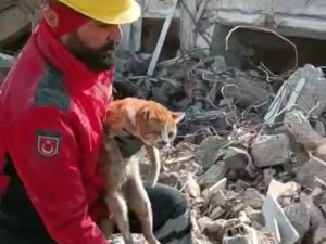Enkaz Altındaki Kedi 10 Gün Sonra Kurtarıldı