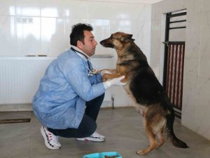 Depremin Mağduru Hayvanlar Önce Tedavi Edildi, Sonra Sahiplendirildi