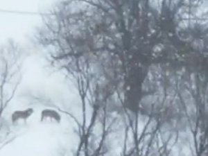 Kurt Sürüsü Böyle Görüntülendi