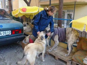 Kulübeleri Kaldırılan Sokak Köpeklerini Altlarına Kilim Serip Yelek Giydirerek Soğuktan Korudu