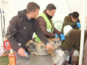 Depremde Yaralanan Hayvanlar İçin Tedavi Merkezi Kuruldu