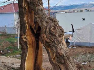 Yaşanan Depremde Ağaç İkiye Bölündü