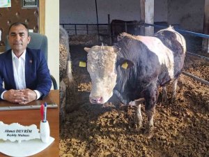 Muhtar, Danasını Depremzedeler İçin Satışa Çıkardı