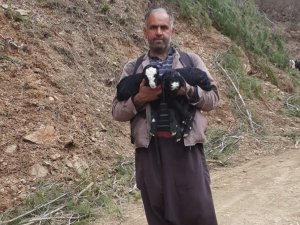 Toroslar’da Çobanların Oğlak Mesaisi Devam Ediyor