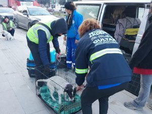 Akdeniz Belediyesi Sokakta Yaşayan Canlıları Da Unutmadı