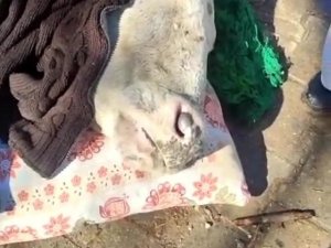 Enkazdan Çıkarılan İnek, Battaniyelere Sarıldı