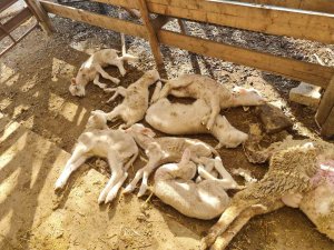 Dama Giren Sokak Köpekleri Koyunları Telef Etti