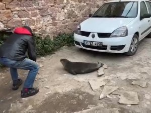 Yolunu Şaşıran Fok Ayvalık Sokaklarında Gezdi