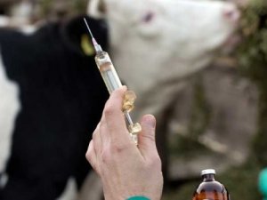 Denizli’de Hayvan Hastalıklarına Karşı Aşı Takvimi Açıklandı