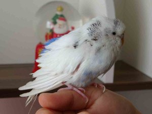 Enkaz Altında Çıkarılan Kuş Van’da Tedavi Edildi