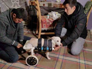 Yolda Bulduğu Engelli Köpeği Yaptığı Düzenekle Hayata Bağladı