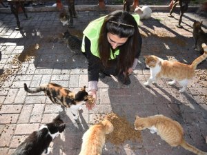 Asrın Felaketinde Sokak Hayvanları Unutulmadı