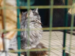 Depremde Enkaz Altından Kurtarılan Hayvanlar, Barınağa Yerleştirildi
