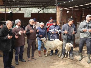 Koçarlı’da Vatandaşlar Depremzedeler İçin Koyun Bağışladılar