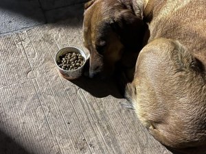 Sahibini Depremde Kaybeden Köpeğin Görüntüleri İzleyenleri Şaşırttı