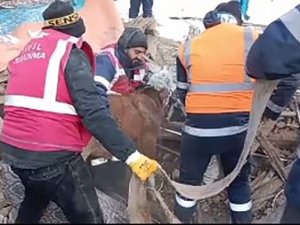 Konyaaltı Ekipleri, Deprem Bölgesinde Can Dostları Da Kurtardı