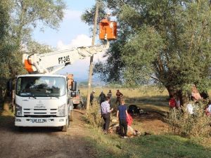Bolu’da Elektrik Akımına Kapılan 4 İnek Telef Oldu