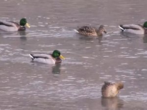 Yaban Ördekleri Kars Çayı’nı Mesken Tuttu