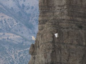 Erzurum’da Büyük Ak Balıkçıl Dron İle Görüntülendi