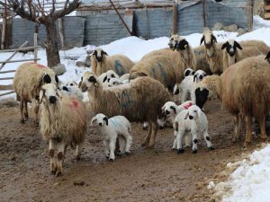 Bayburt’ta Koyunların Kuzulamaya Başlamasıyla Ağıllarda Tatlı Bir Telaş Yaşanıyor