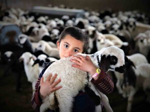 Göçerlerin ’Kuzu’ Mutluluğu
