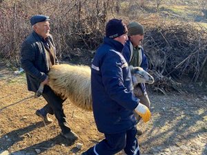 Deprem Bölgesi İçin Hayvan Bağışladılar