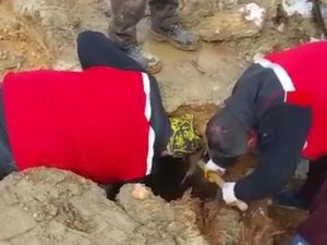 322 Saat Sonra Enkazdan İki Koyun Ve Bir Kuzu Canlı Çıkarıldı