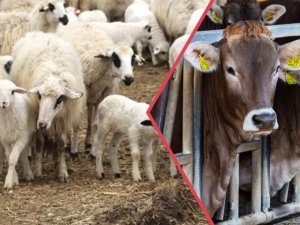 Depremzede Büyük Ve Küçükbaş Yetiştiricilerine Destek Verilecek