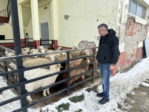Bu İlçede Ahırından Koyununu Alan Depremzedelere Bağışladı