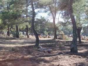 Aktaş Çamlığı’nda Gençleştirme Çalışması Başladı