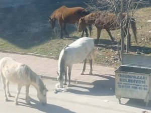 Başıboş Atlar Çevre Rahatsızlığına Neden Oluyor