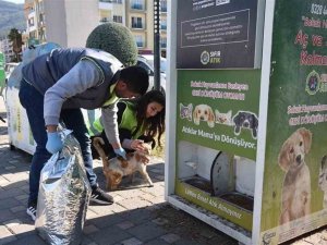 Deprem Bölgesindeki Sokak Hayvanları Unutulmadı