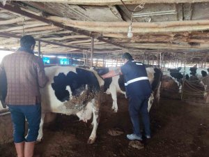 Deprem Bölgelerinde Hayvan Hastalıkları İle Mücadele Sürüyor