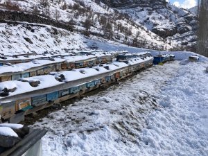 Şırnak’ta Kar Yağışıyla Birlikte Bal Arıları Yeni Kış Uykusuna Yattı