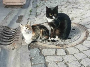 Üşüyen Kediler Isınmak İçin Çözüm Yolu Buldu