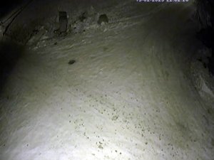 Aç Kurt İlçe Merkezine İndi, Yiyecek Aradı